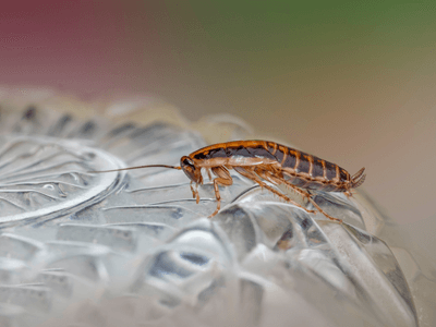 About Wentzville Integrated Pest Management - integrated pest management experts in Wentzville